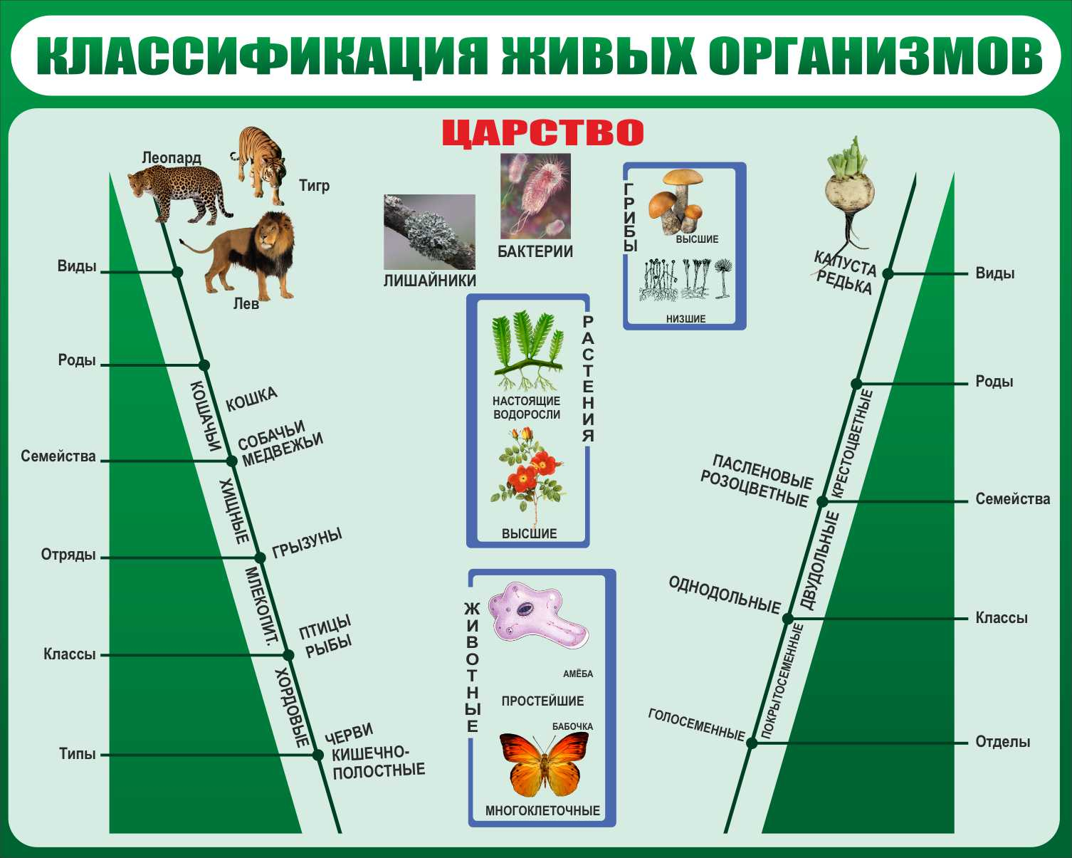 Классификация живых организмов в Кумертау